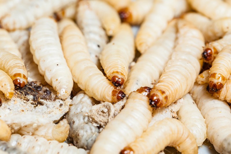 Larvae could replace soy in livestock diet