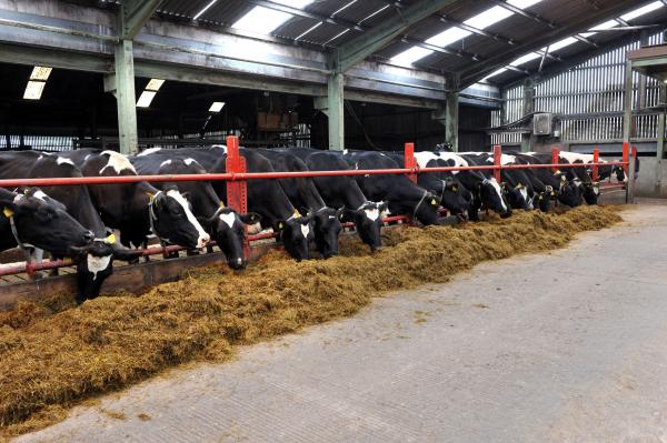 Listeriosis often found in silage fed in winter