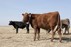 Live cattle, lean hog futures fall on sluggish slaughter