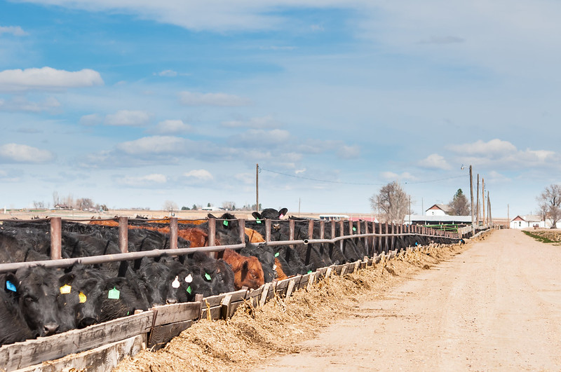 Liver disease impacts feedlot bottom line