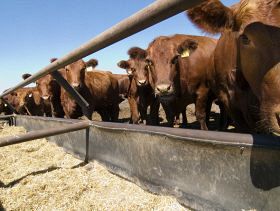 Livestock farming a critical solution for sustainable food systems