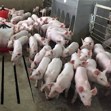 More Turnover and Consolidation Facing Pig Farmers