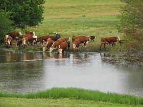 Managing heat stress in cattle