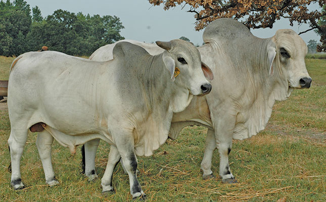 Measuring and improving the performance of cattle in feedlots