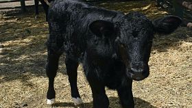 Meet Cosmo, a bull calf designed to produce more male offspring