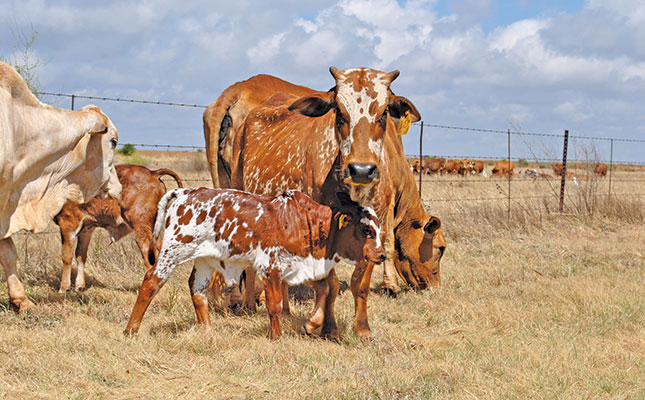 Mentorship lessons from a pioneering Boran breeder