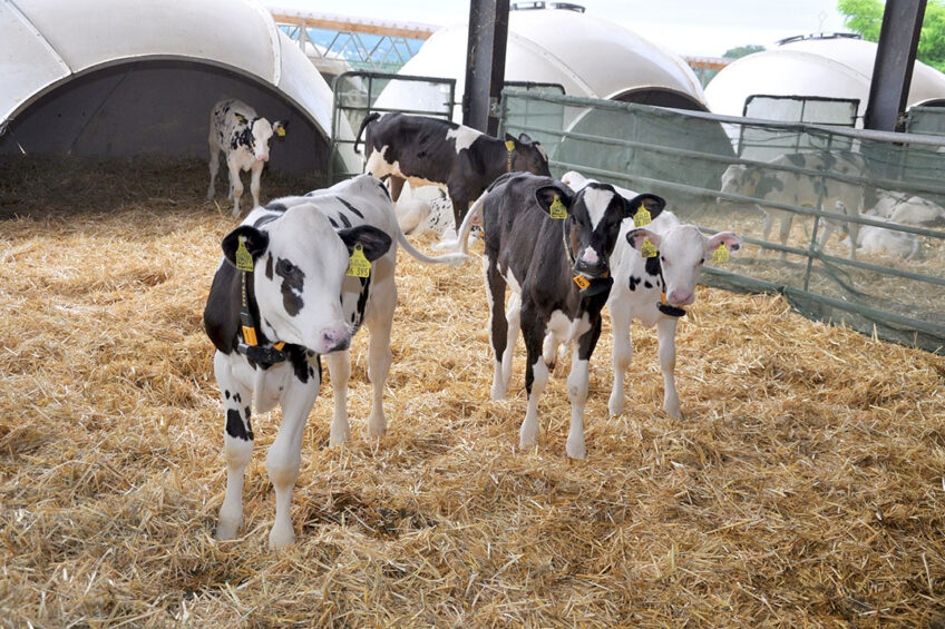 Mild weather can cause calf pneumonia or respiratory issues