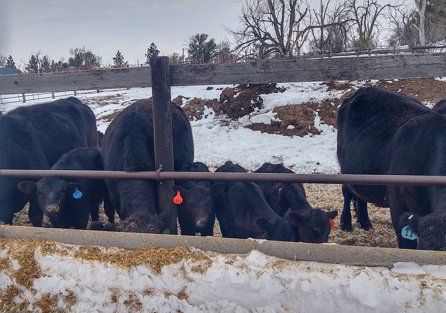 Mineral and Vitamin Considerations When Drylotting Cows