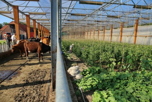 More space for climate and cow in dairy barn