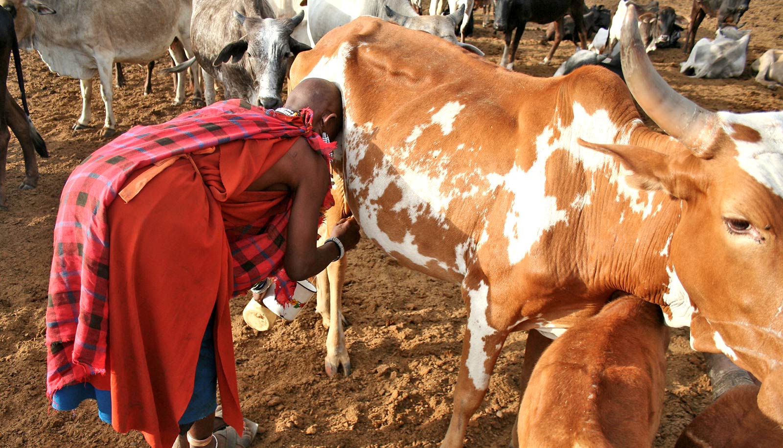Moving milk in East Africa