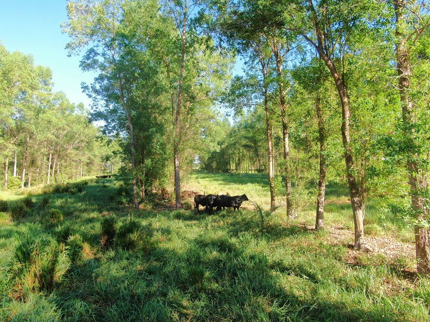 Multifunctional inoculation aims to revolutionize Brazilian pastures