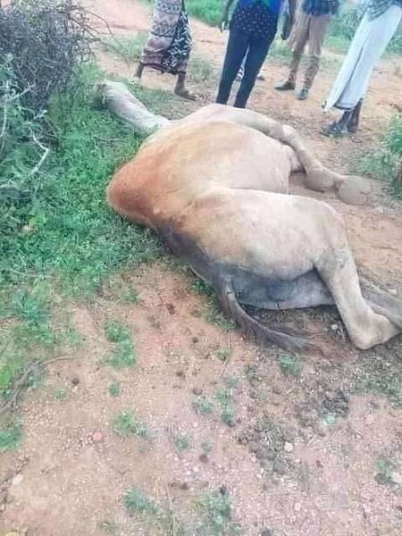 Mysterious ailment kills dozens of camels