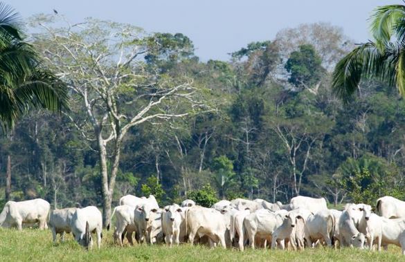 Namibia restricts cattle grazing in Angola due to FMD outbreak