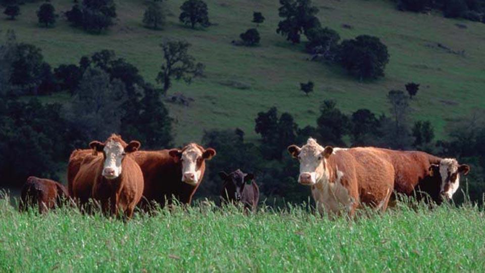 Namibia’s FMD outbreak spreads