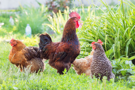 New evidence about when, where, and how chickens were domesticated