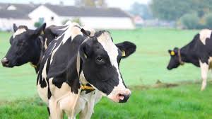New feed additive reduces dairy cows’ methane emissions