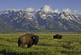 New research documents domestic cattle genetics in modern bison herds