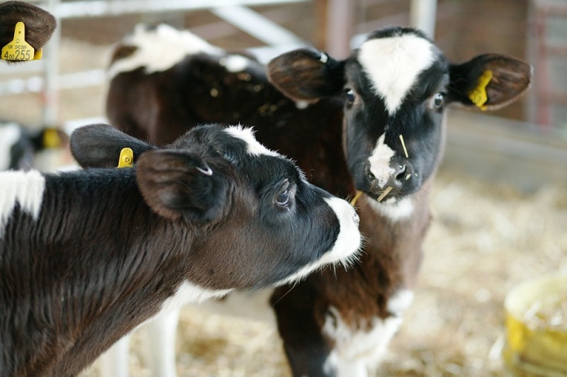 New research into £250 million problem of lameness in dairy cows launched