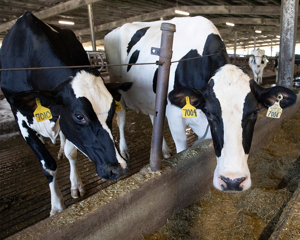 New research why cool cows provide more milk