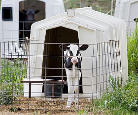 New study says dairy calves are social animals