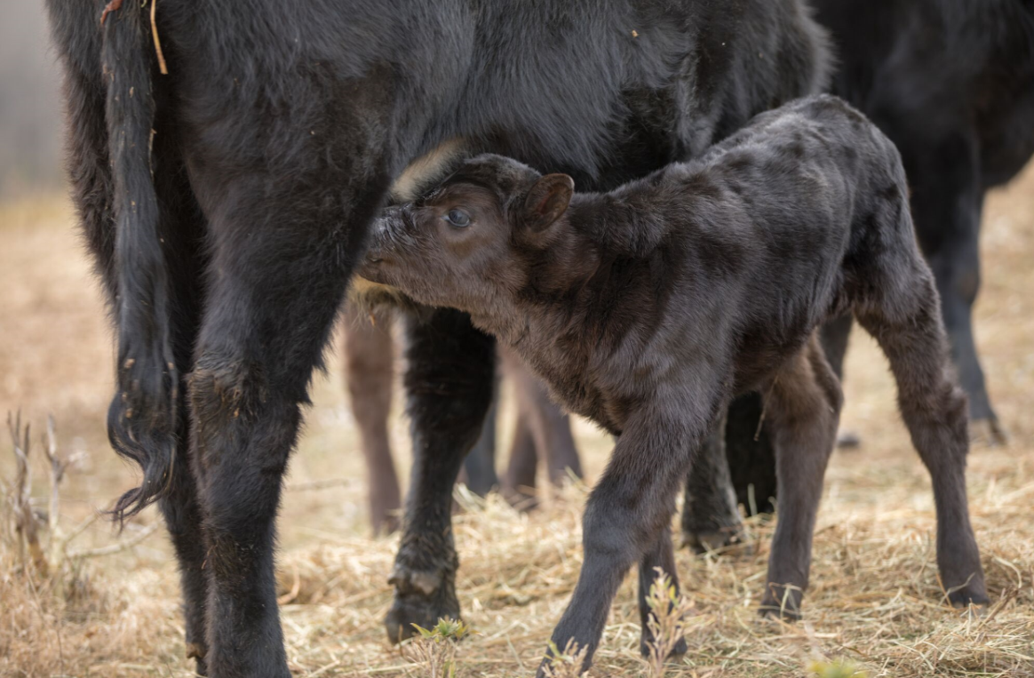 New study shows that metabolic testing could improve fertility in beef herds