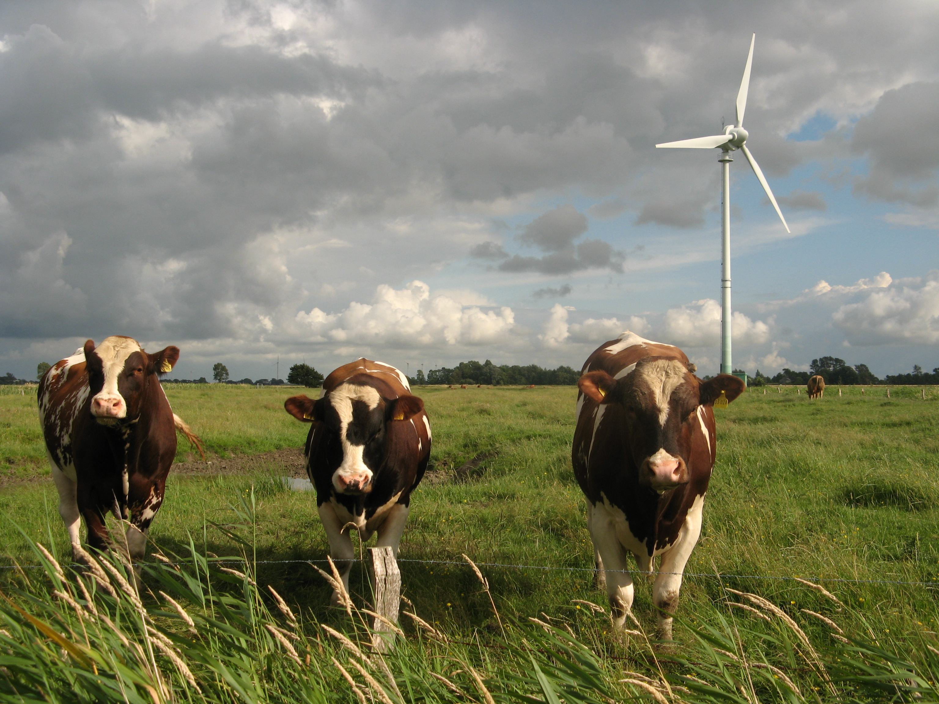 New study shows the toll industrial farming takes on bird diversity