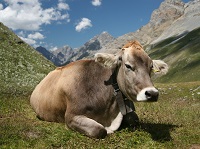 Water troughs are key to E. coli contamination in cattle