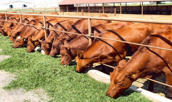 Nigeria Govt Begins Pilot Implementation of Livestock Transformation Plan in Nasarawa