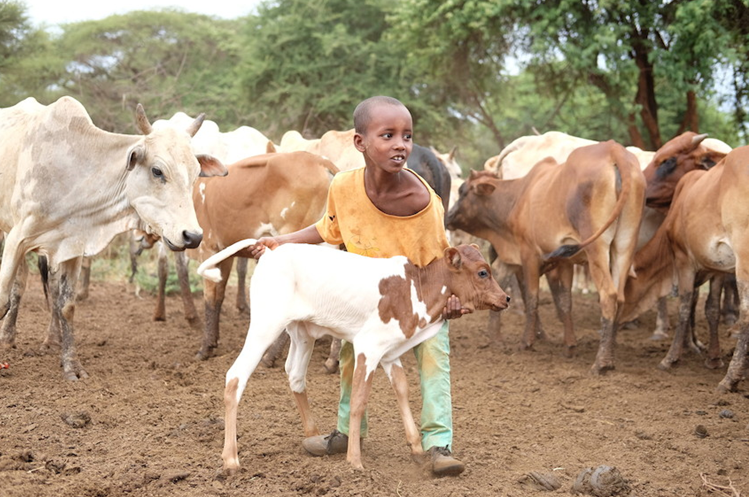 OIE’s Global Burden of Animal Disease (GBAD) research programme secures more funding