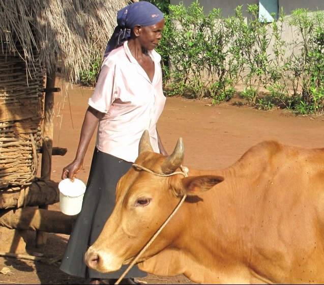 One Health Key to sustainable livestock—and human and environment—health