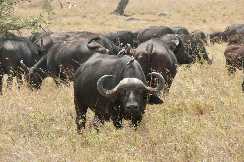 Persistently infected African buffalo not a likely cause of new FMD outbreaks say Pirbright scientists