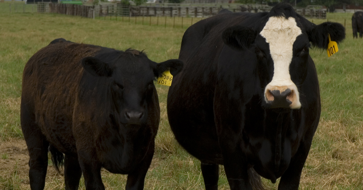 Phosphorous supplementation aids high cattle returns