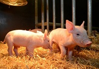 Pigs’ genetic code altered in bid to tackle deadly virus