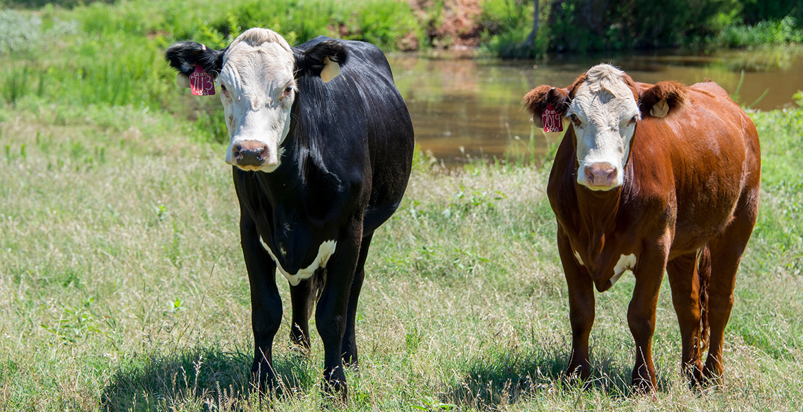 Pregnancy checking replacement heifers helps protect investment