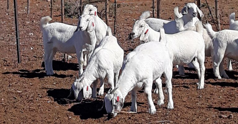 Producing cashmere