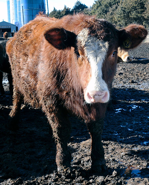 Proper hoof care can prevent foot rot in cattle