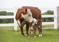 Rebreeding performance begins at calving time