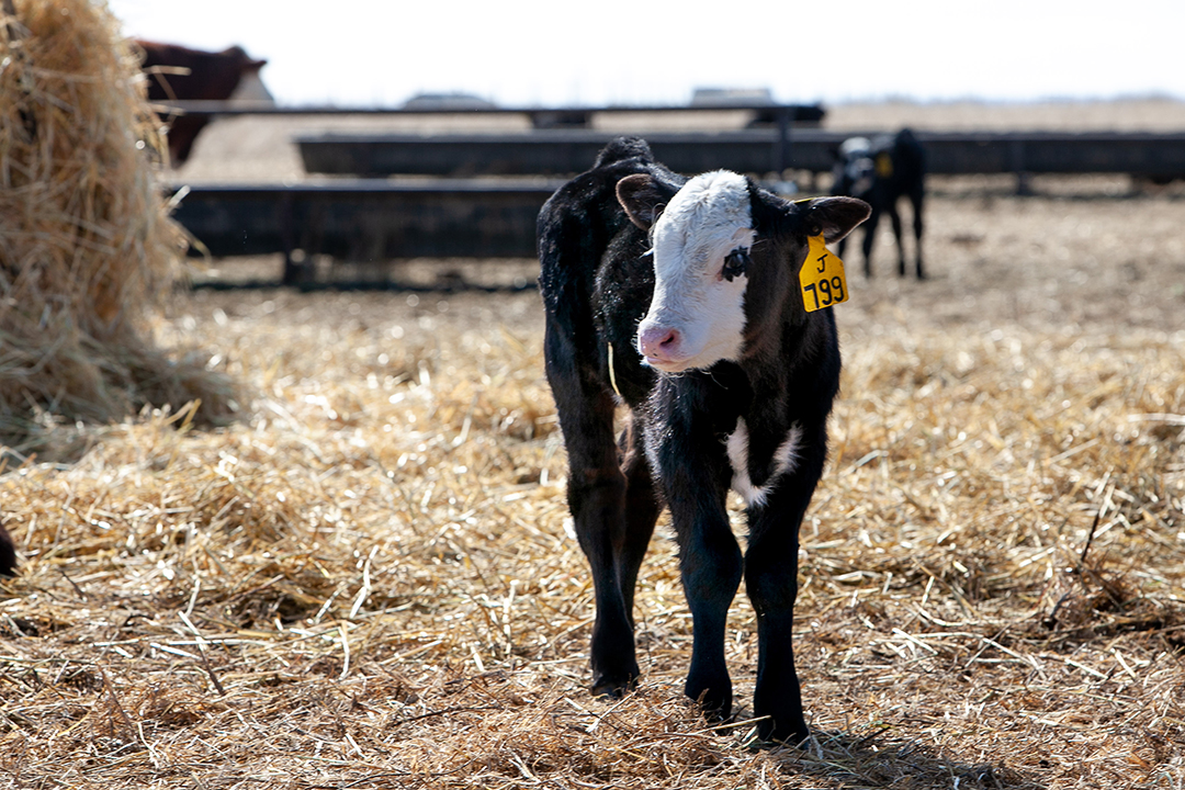 Reducing calves’ castration pain drives research