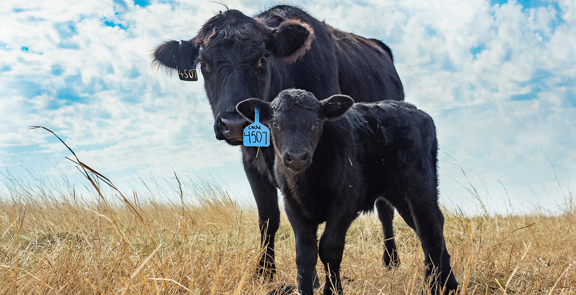 Remember proper injection sites when working calves