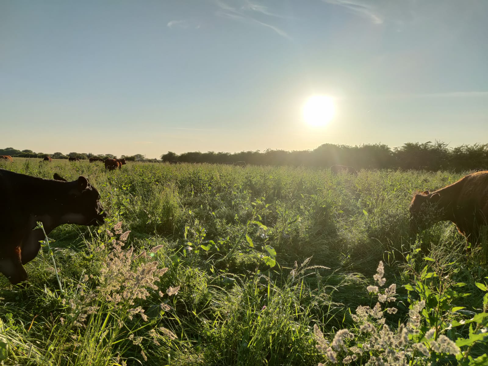 Research shows that regenerative farming can deliver environmental benefits while maintaining productivity