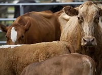 Researchers find biological treatment for cow disease