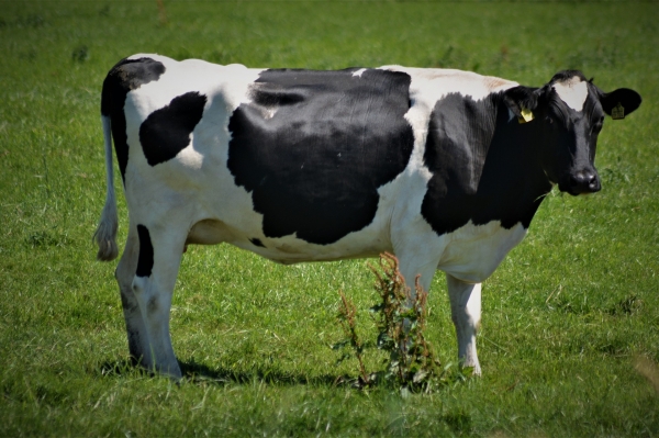 Researchers find toxin from maple tree in cow’s milk