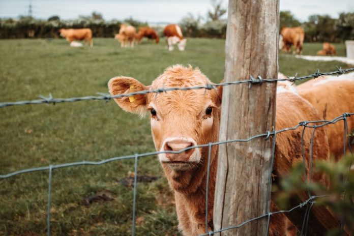 Researchers track down toxin from maple tree in Cow’s Milk