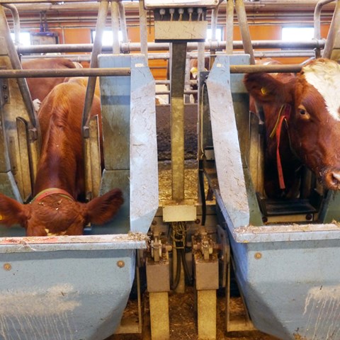 Researchers use cameras to study the social interactions between cows