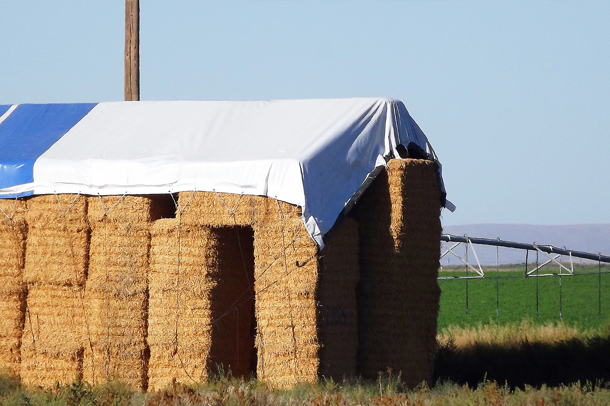 Revealing the diversity of genes behind better alfalfa hay