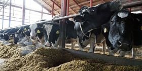 Rumen additive and controlled energy benefit dairy cows during dry period