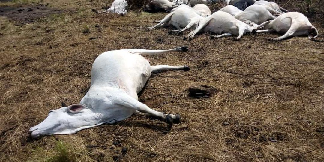 STRANGE DISEASE KILLING LIVESTOCK IN THARAKA NITHI