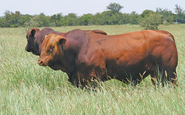 Santa Gertrudis bulls show their value in extended veld tests