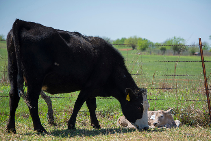 Scours management begins well in advance of spring calving