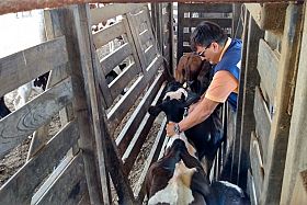 Second stage of Brazil’s campaign against FMD started Nov 1